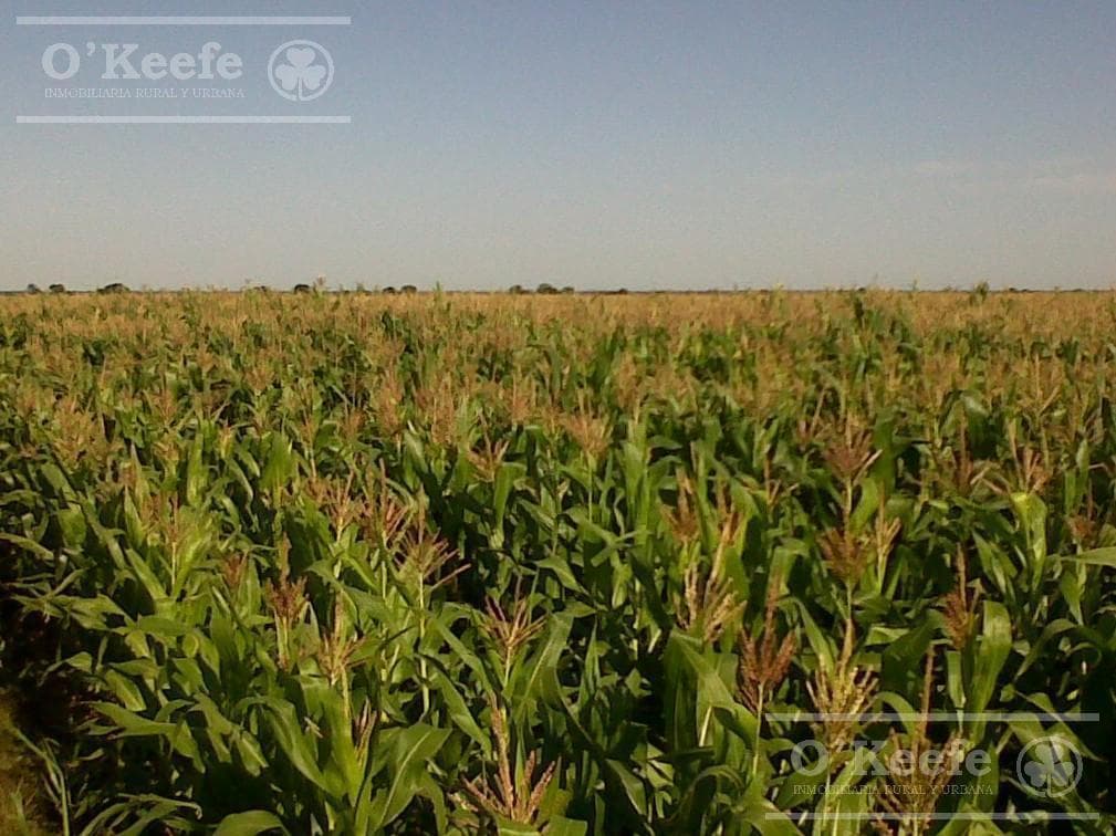 Campo en Venta de 31000 Has en Santa Fe. Ganaderas/agrícolas