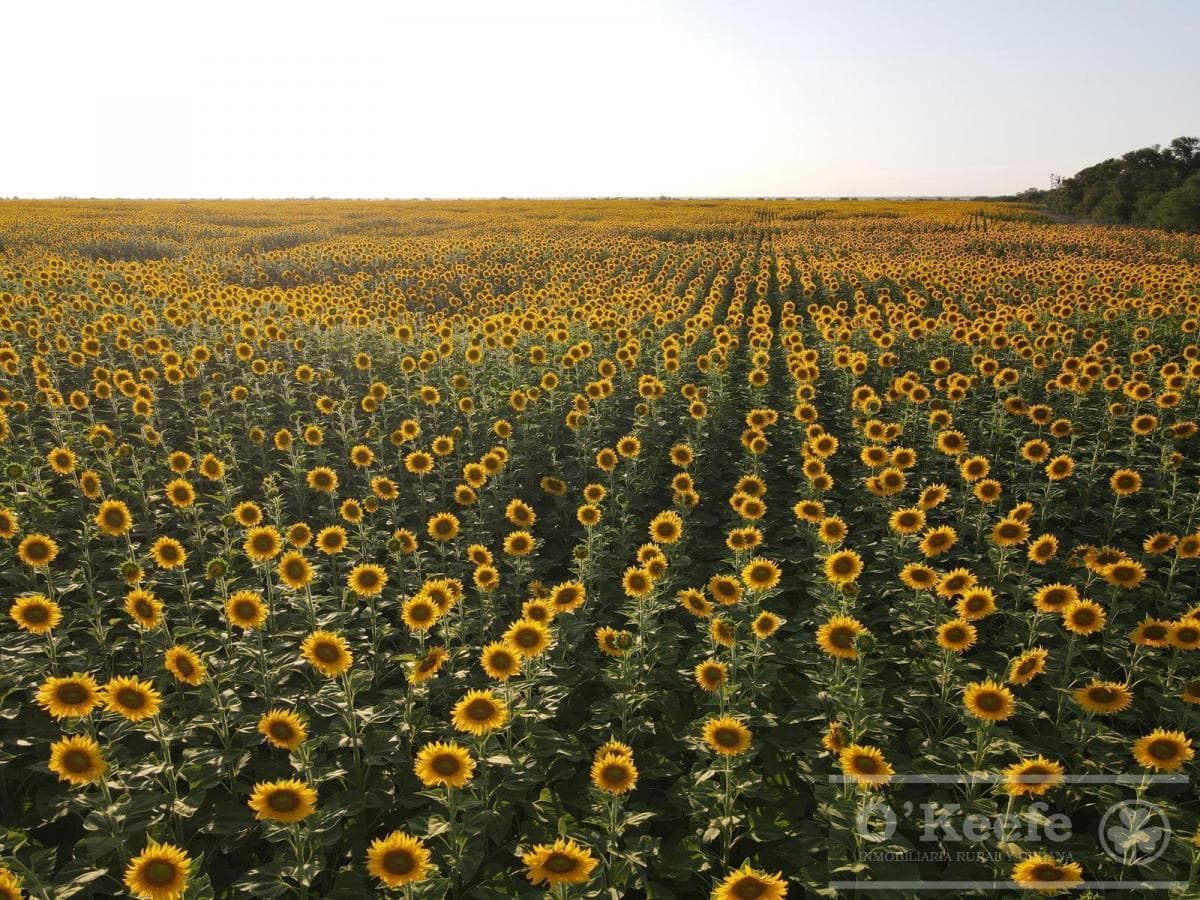 Galería de propiedad 2